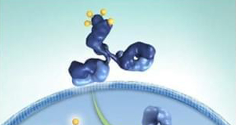 High-Exp™ Immunotoxins Production