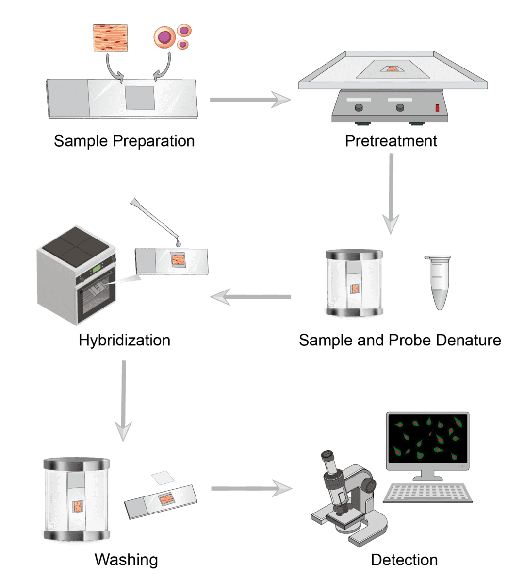 In Situ Hybridization