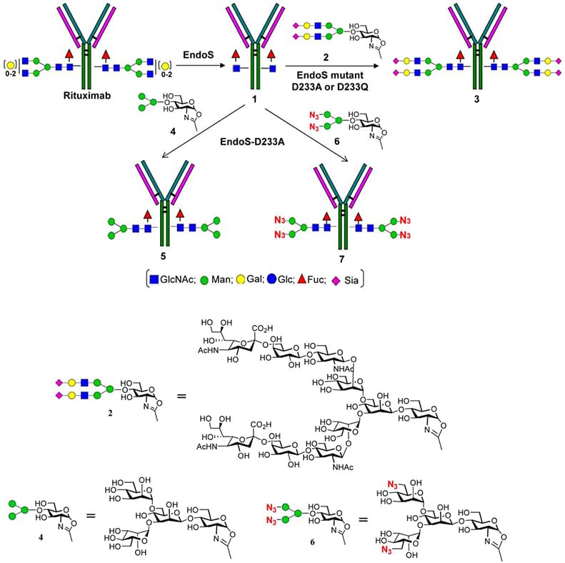In-Vitro-Enzymic-and-Chemo-Enzymatic-Antibody-Glycosylation-Remodeling-Service