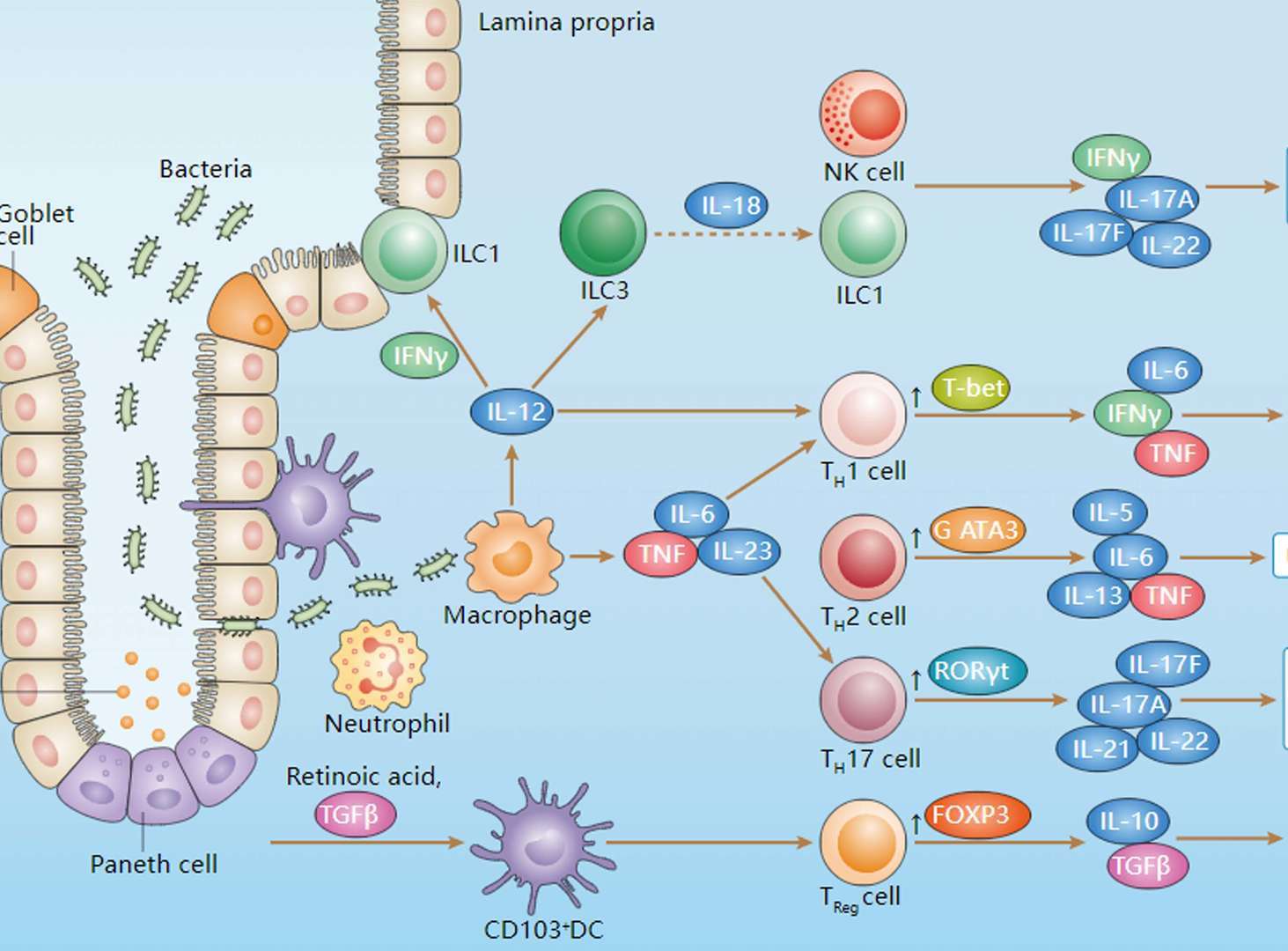 Inflammatory Bowel Disease (IBD) Overview - Pathways, Diagnosis, Targeted Therapies