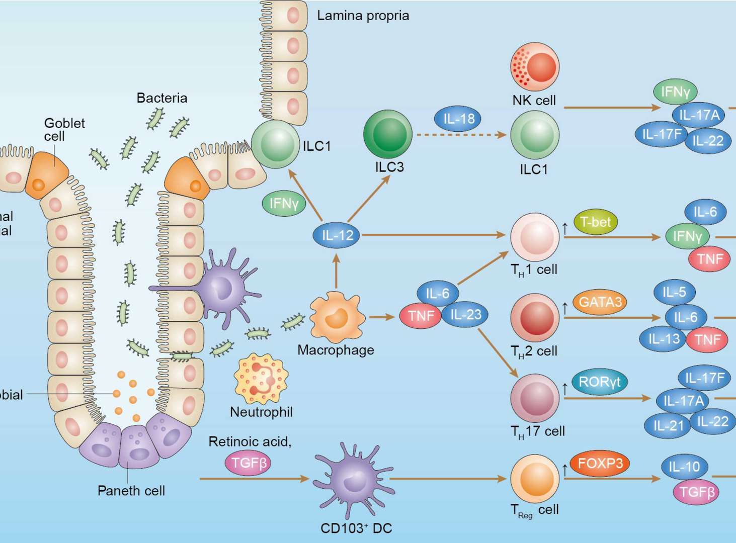 Inflammatory Bowel Diseases