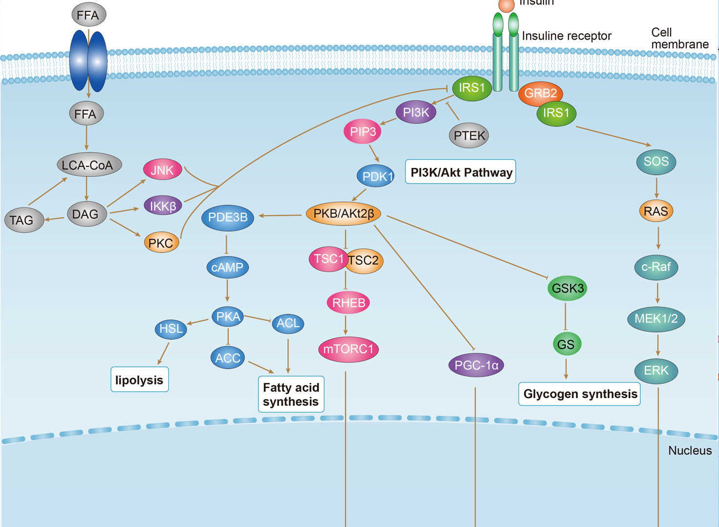 Insulin resistance Overview - Pathways, Diagnosis, Targeted Therapies