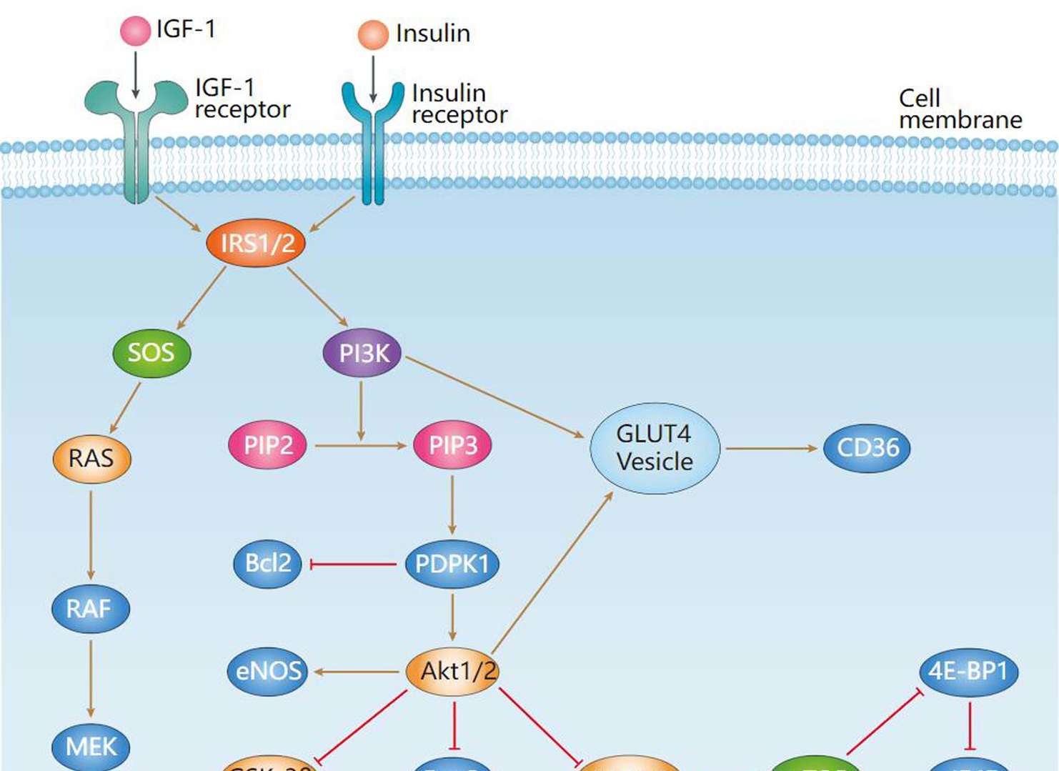 Insulin Signaling Pathway