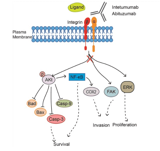 Mechanism of action of Intetumumab