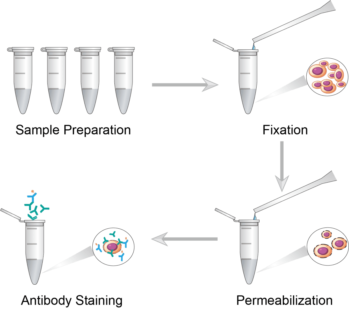 Intracellular Staining for Flow Cytometry