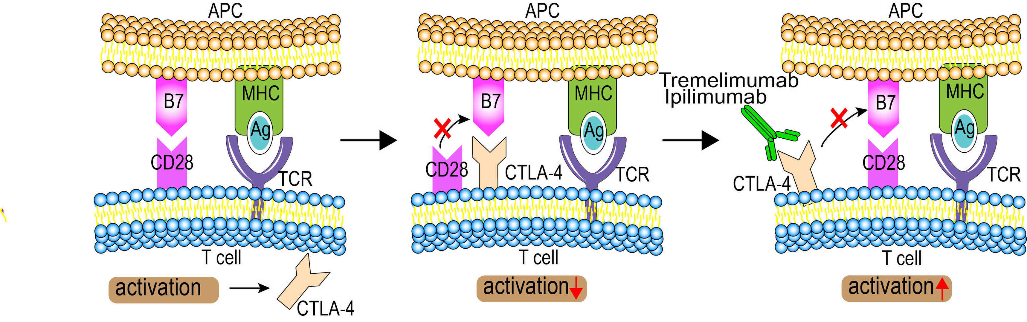 Mechanism of action of Ipilimumab