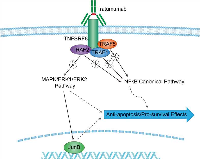 Mechanism of Action of Iratumumab