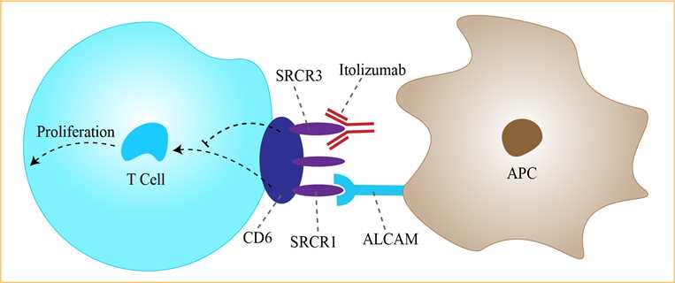 Mechanism of Action of Itolizumab