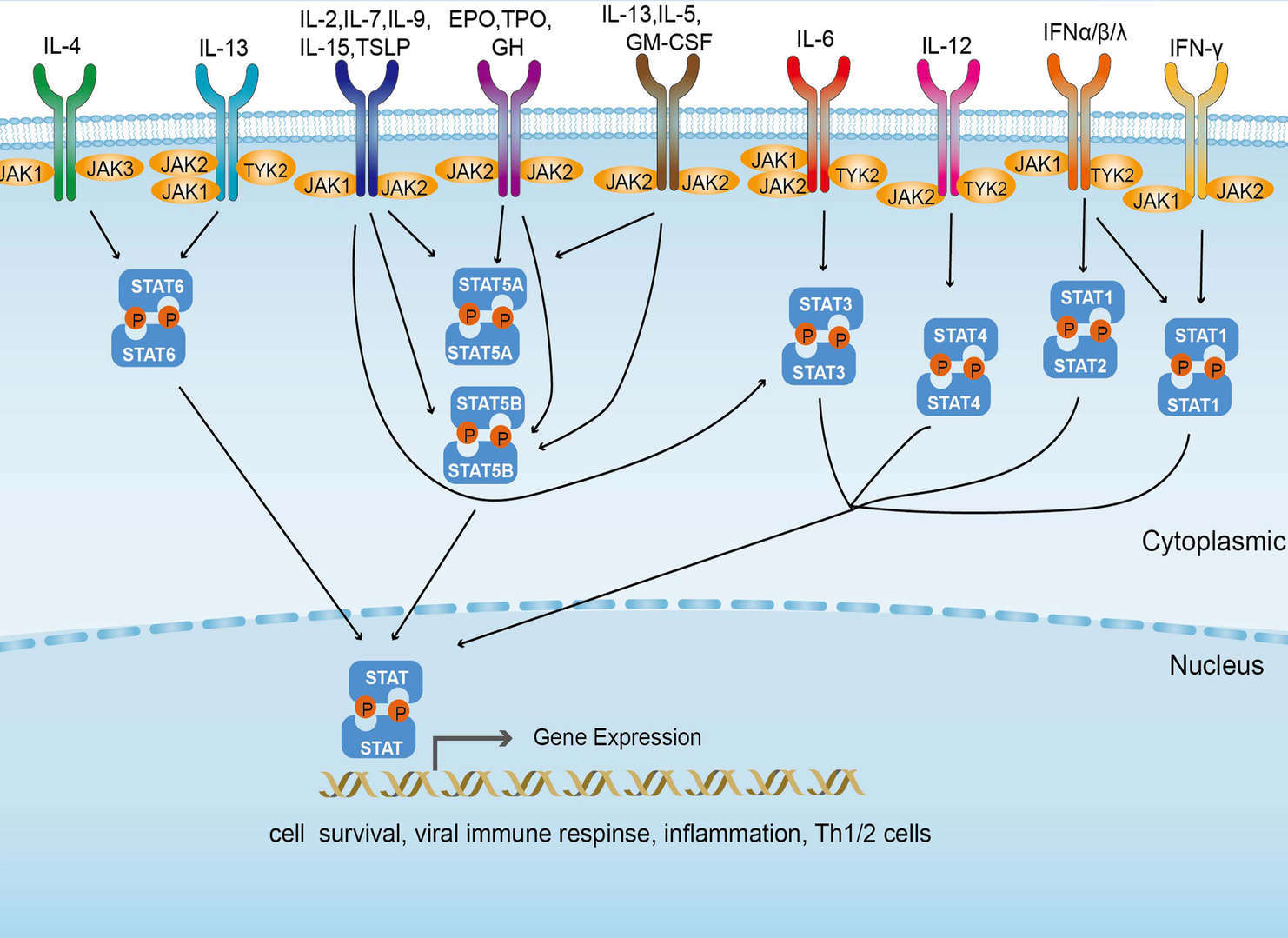 JAK-STAT Signaling Pathway