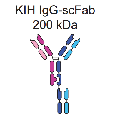 Schematic representation of the KIH IgG-scFab antibody