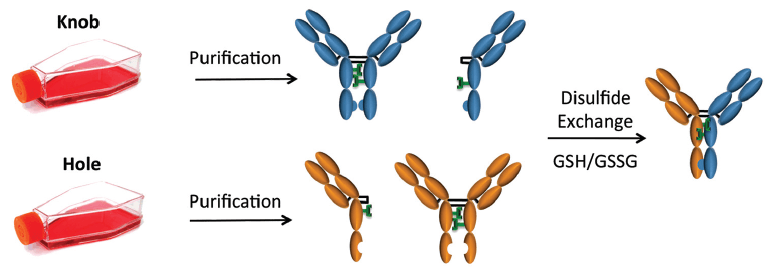 Schematic diagram of KIH BsAb generation