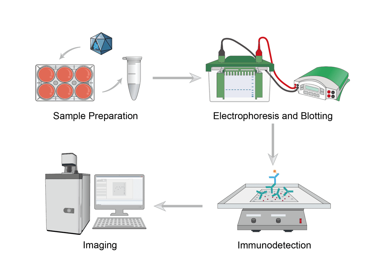 Knockout/Knockdown Target Confirmation by Western Blot