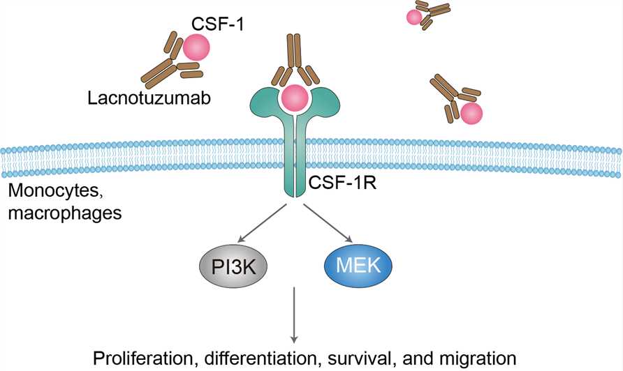 Lacnotuzumab Overview