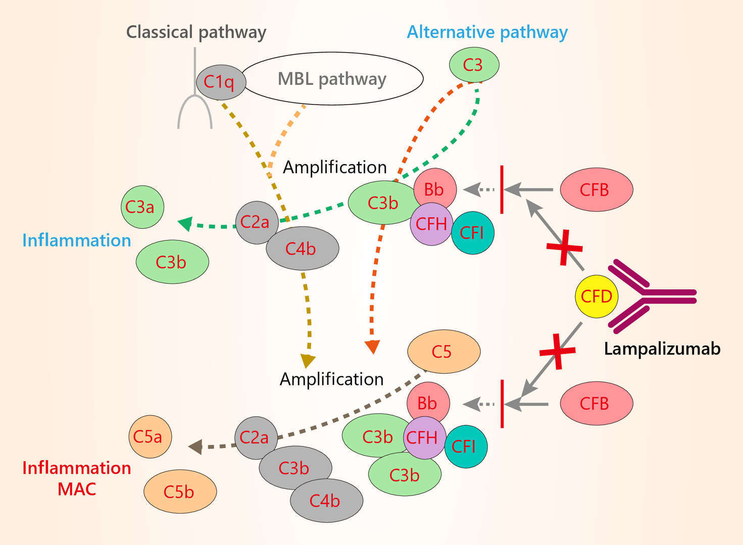 Mechanism of Action of Lampalizumab