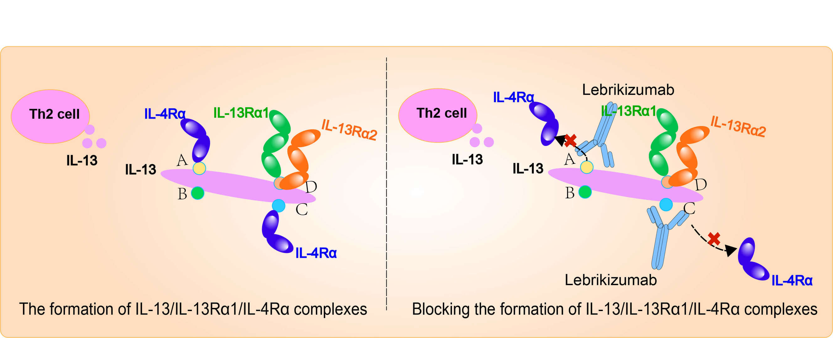 Mechanism of action of Lebrikizumab