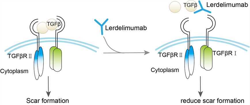 Mechanism of Action of Iratumumab