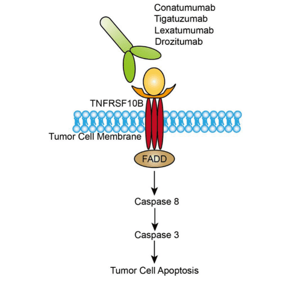 Mechanism of Action of Lexatumumab