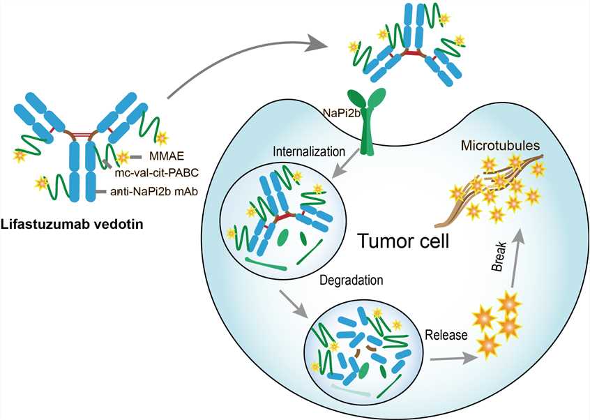 Mechanism of action of lifastuzumab vedotin