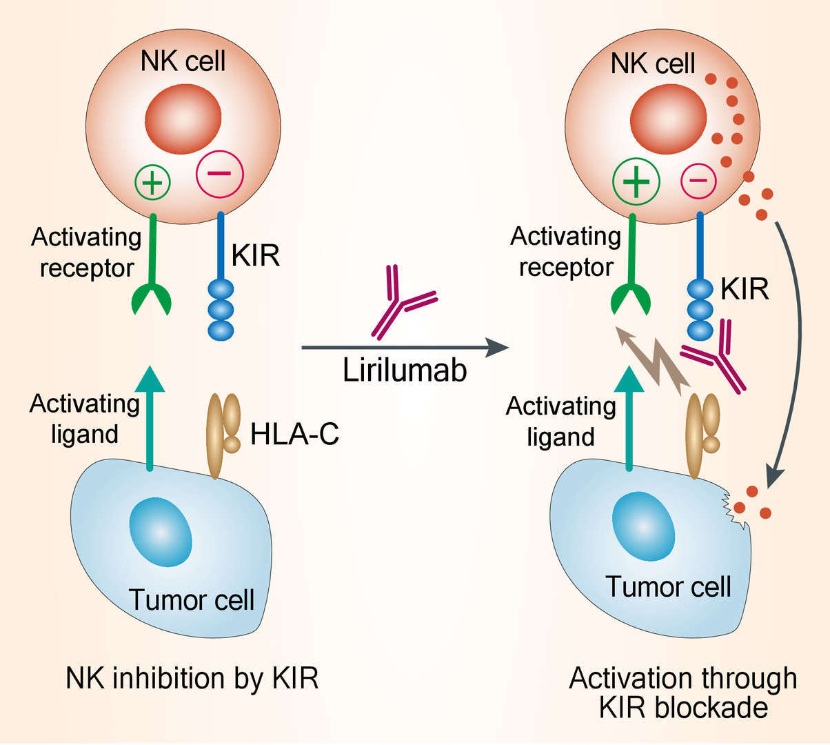 Mechanism of Action of Lirilumab