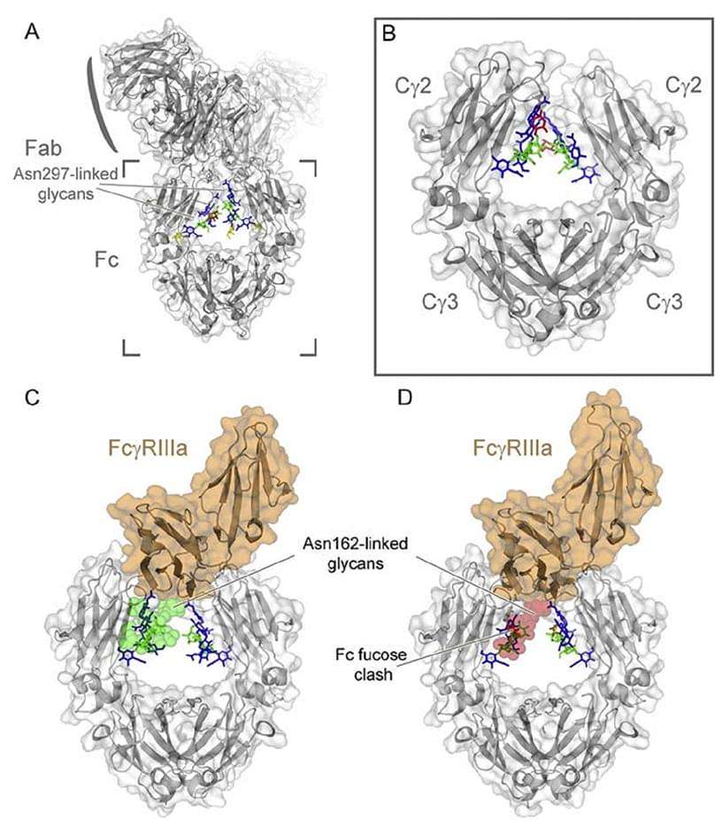 Low-or-Non-Fucosylated-Antibodies Service