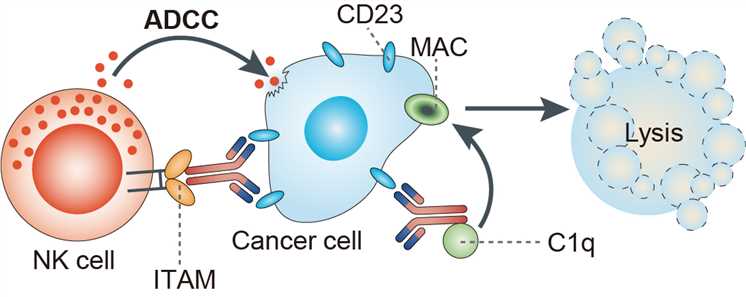 Mechanism of action of lumiliximab