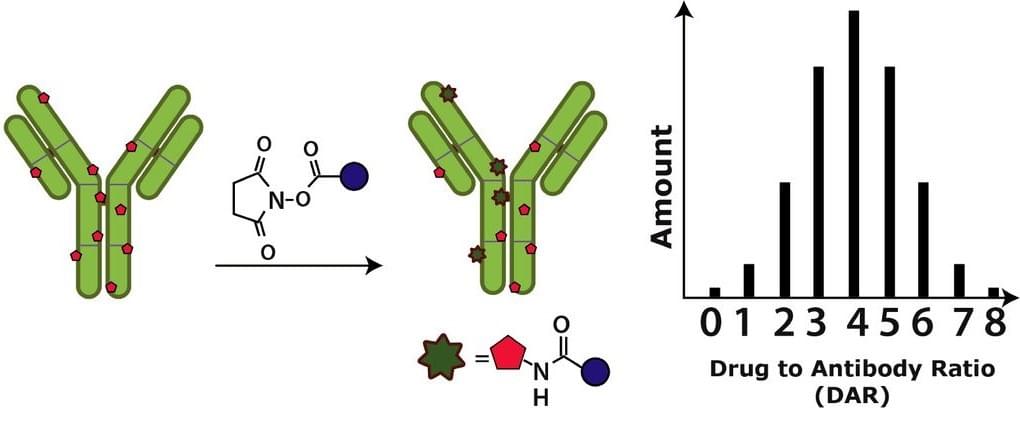  Lysine-based conjugation