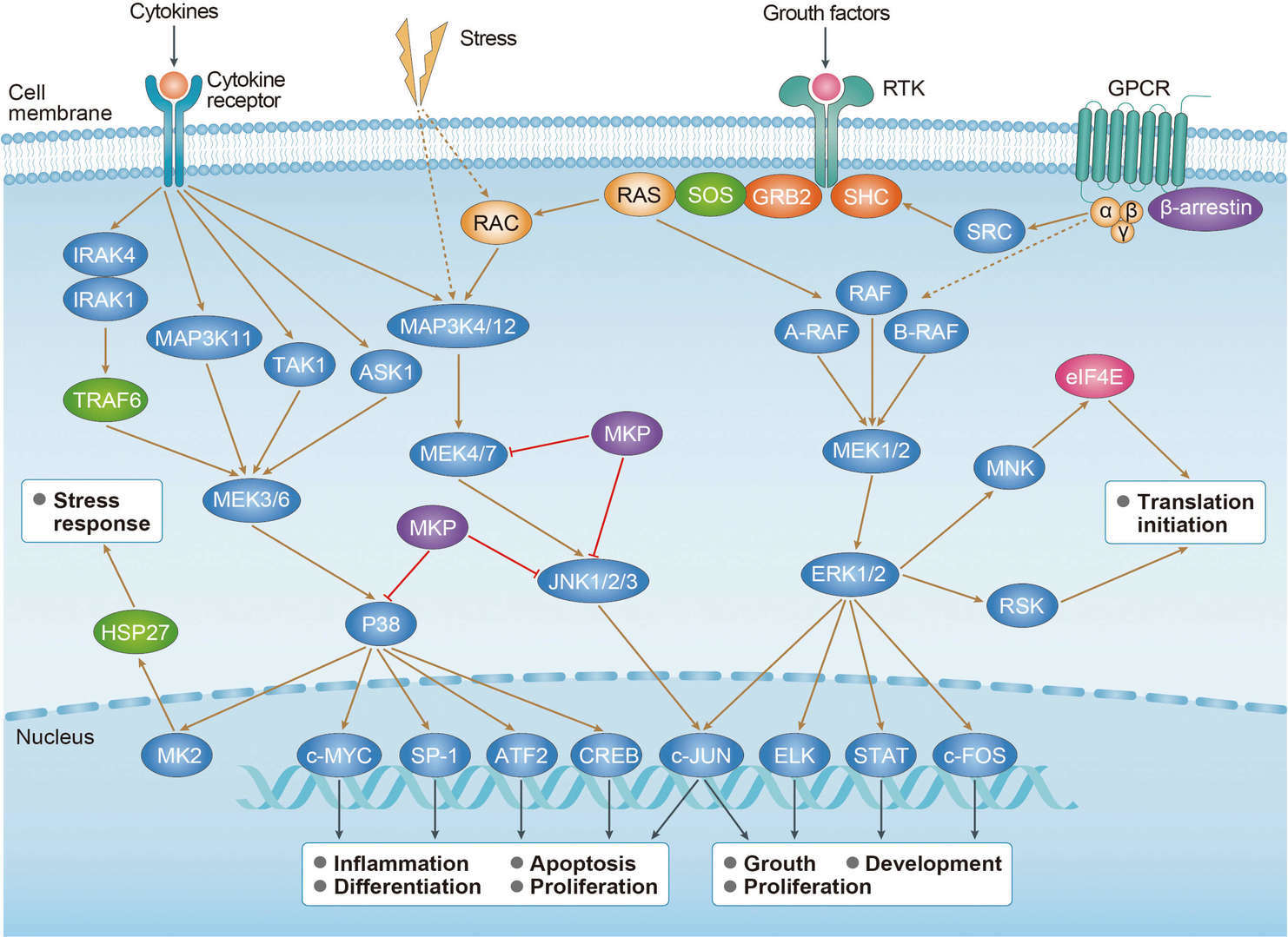 MAPK Signaling Pathway