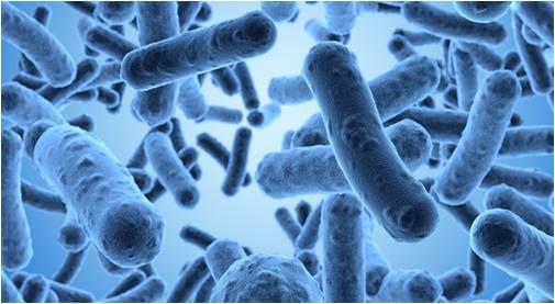 MHC Tetramer for Bacteriology