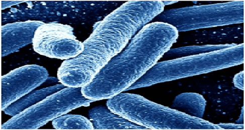 MHC Tetramer for Bacteriology