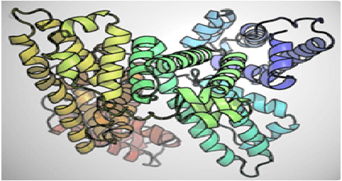 MHC Tetramer for Other Applications