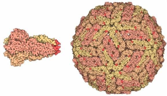 MHC Tetramer for Virology