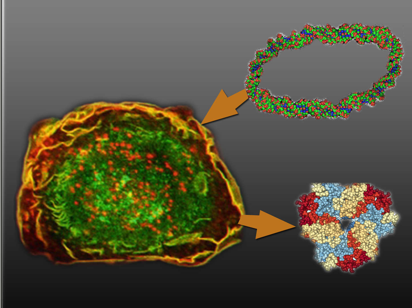 Magic™ Mammalian Cell Expression Service