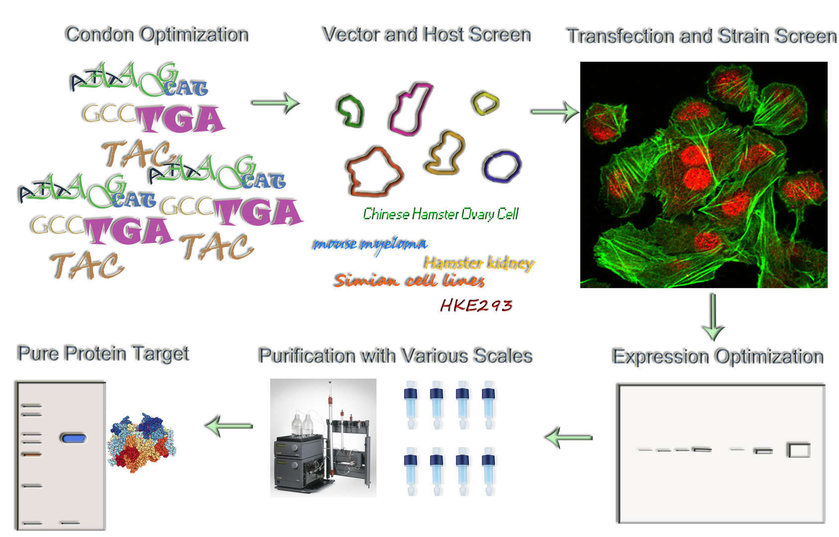 Magic™ Mammalian Cell Expression Service