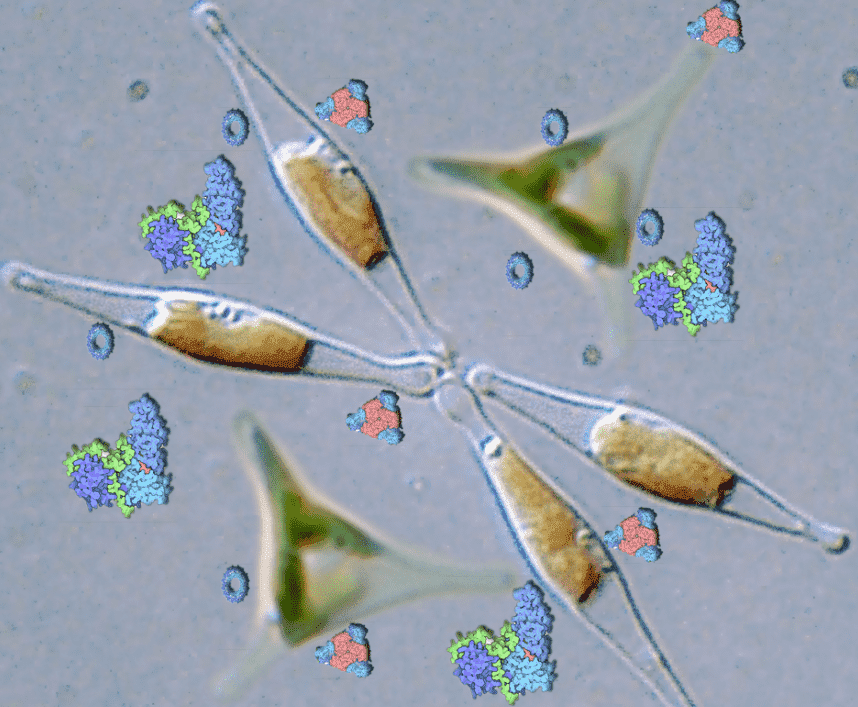 Magic™ Phaeodactylum tricornutum Expression Service