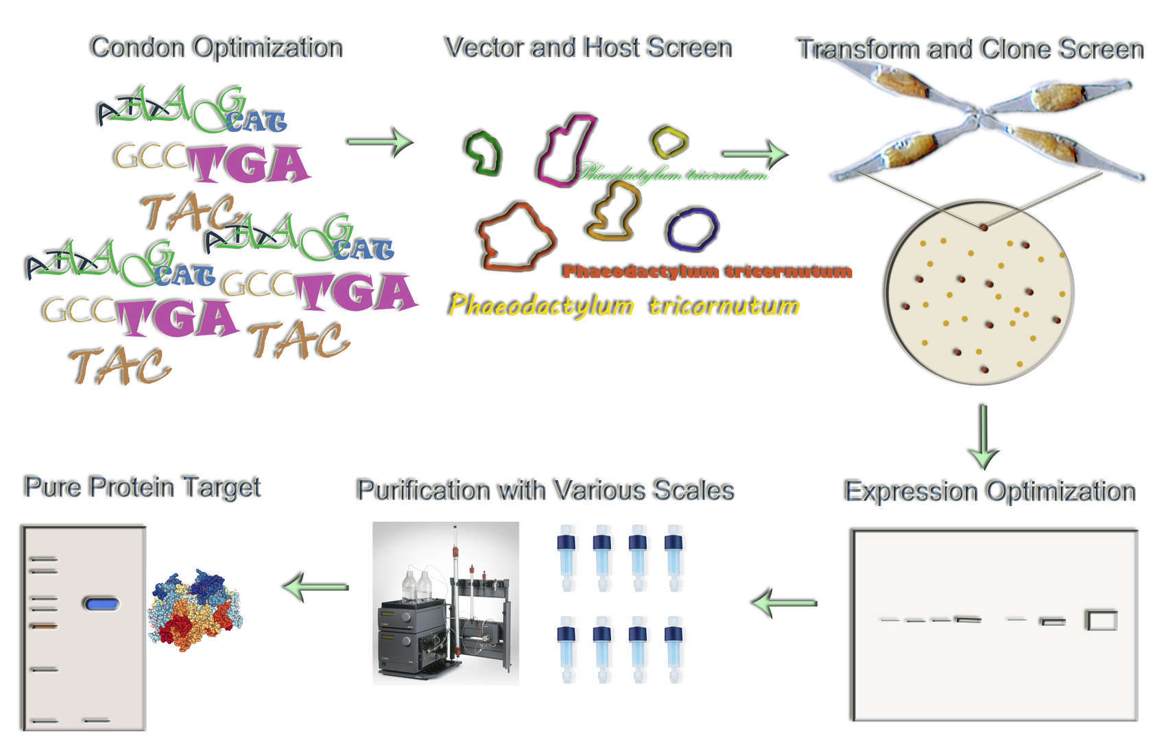 Magic™ Phaeodactylum tricornutum Expression Service