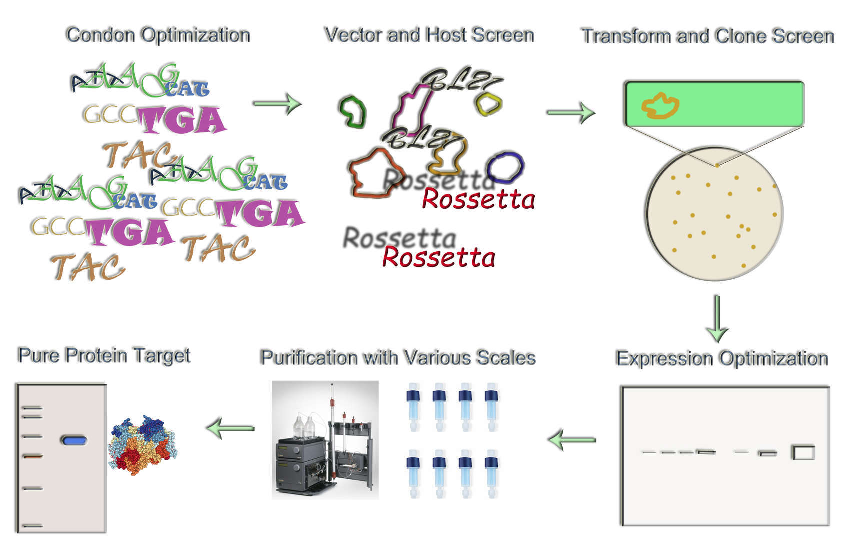 Magic™ Prokaryotic Antibody Production Service