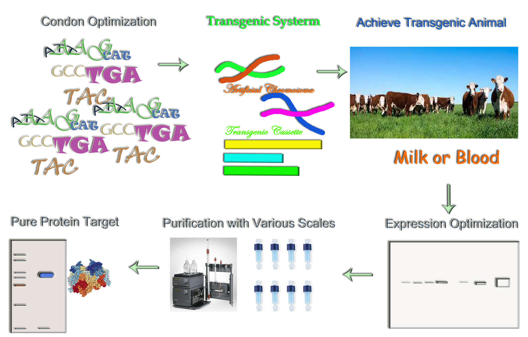 Magic™ Transgenic Animal Expression Service