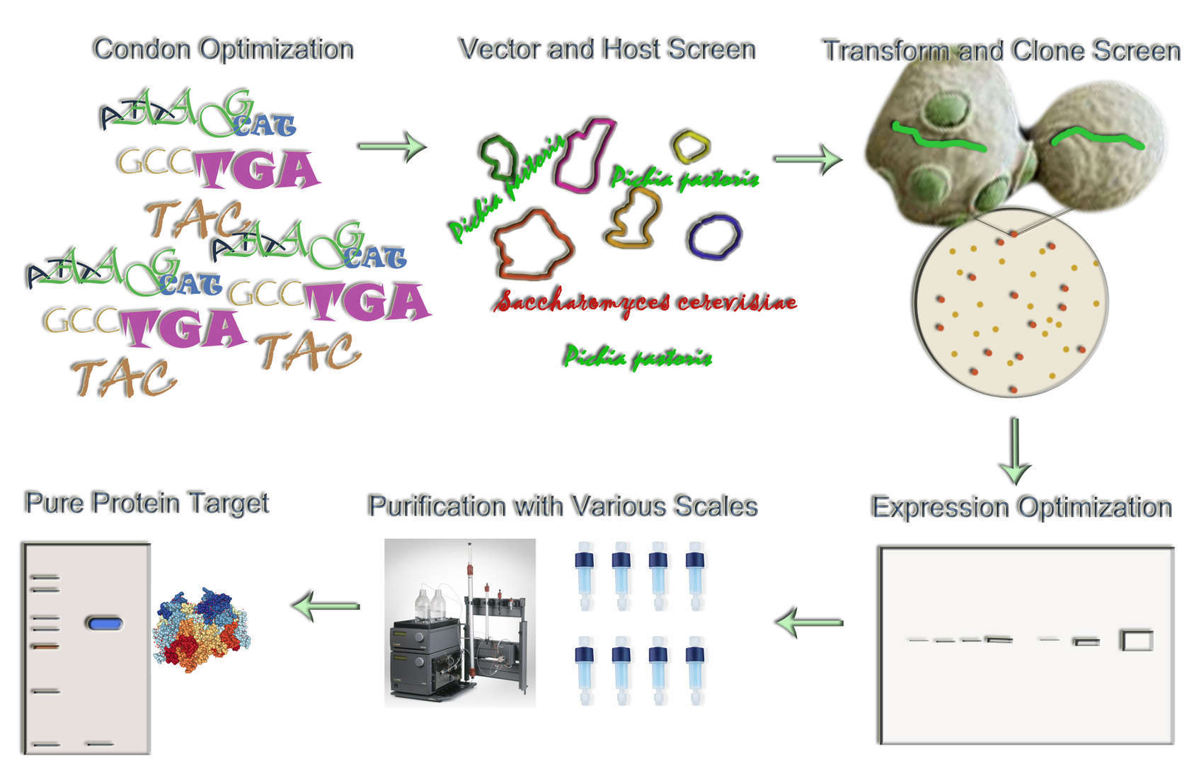 Magic™ Yeast Expression Service