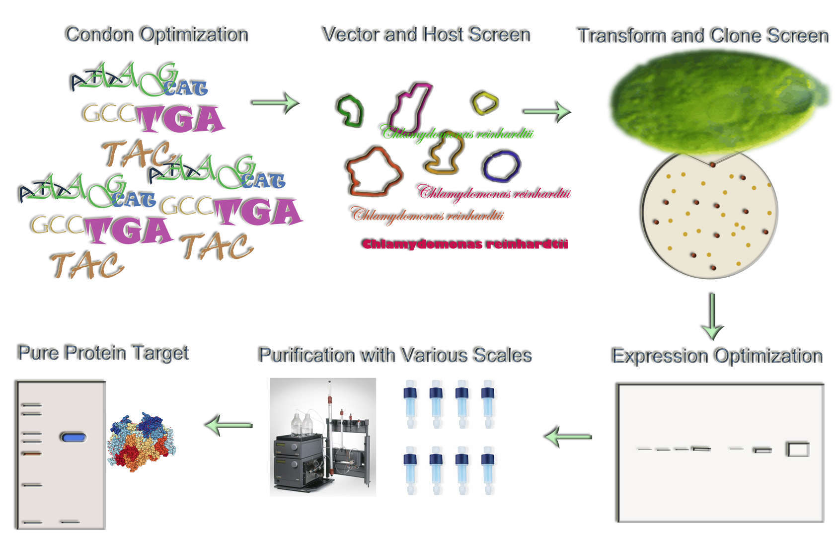 Magic™ Chlamydomonas reinhardtii Expression Service