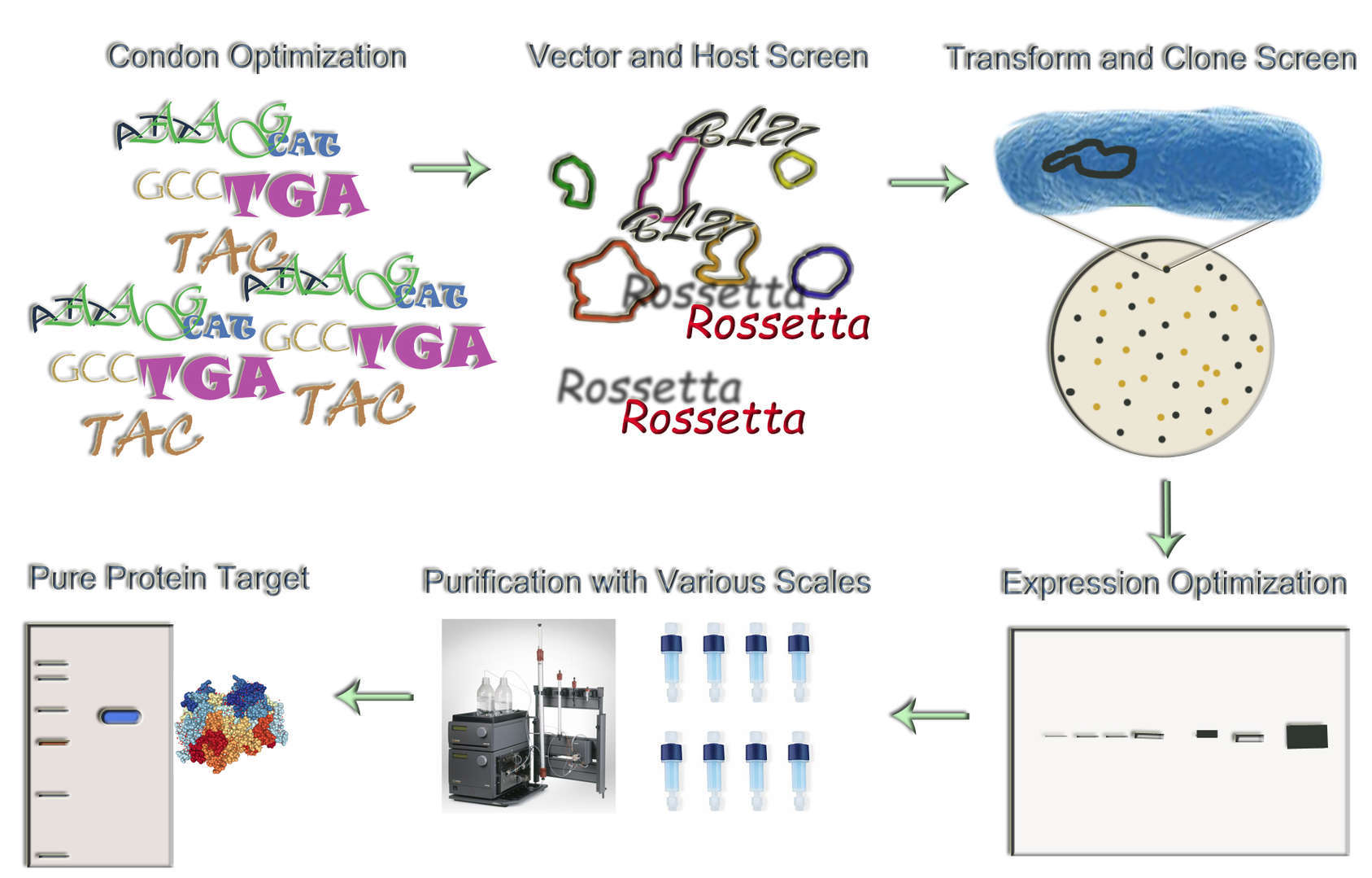 Magic™ Escherichia coli Expression Service