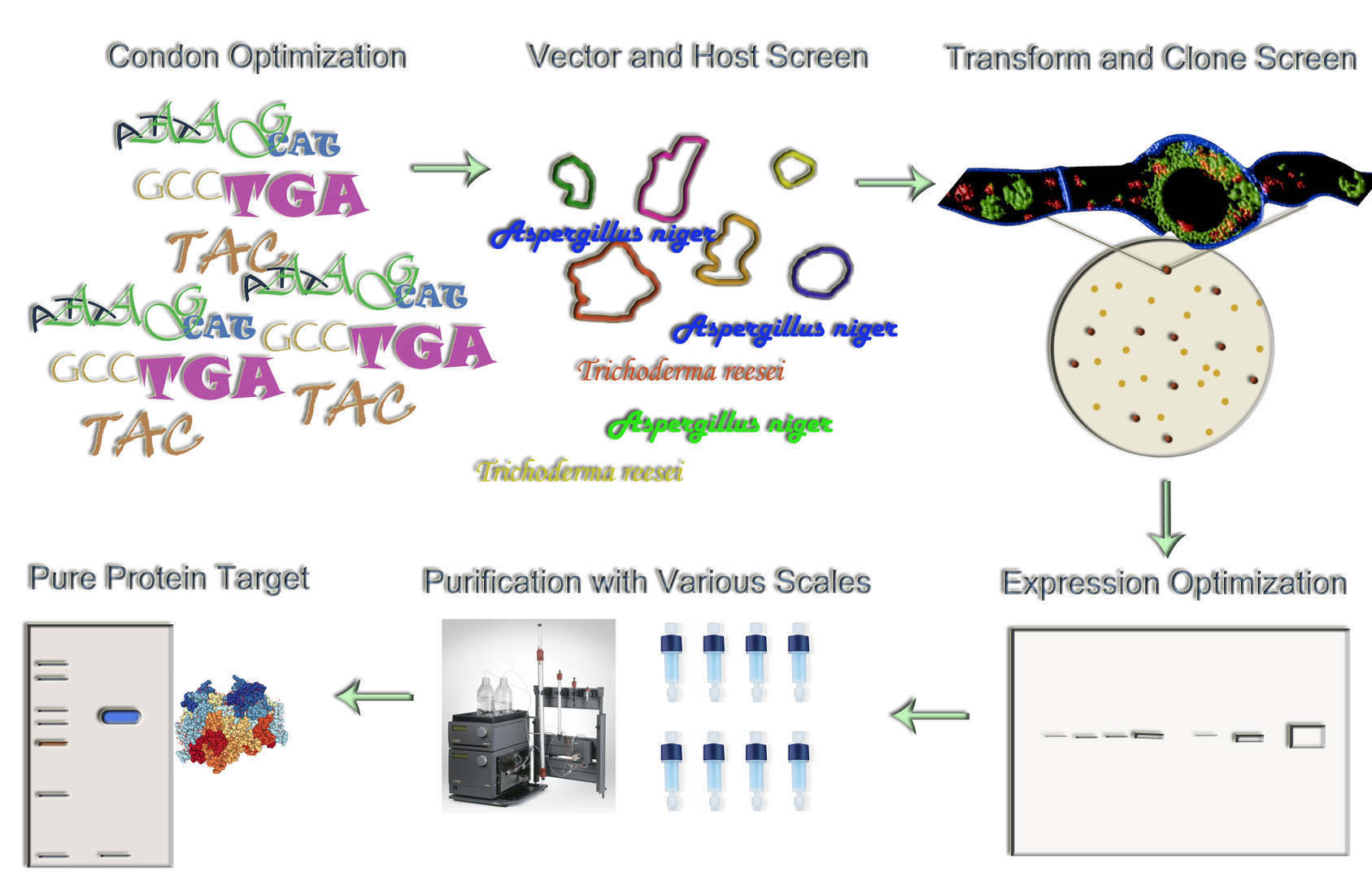 Magic™ Filamentous Fungus Expression Service