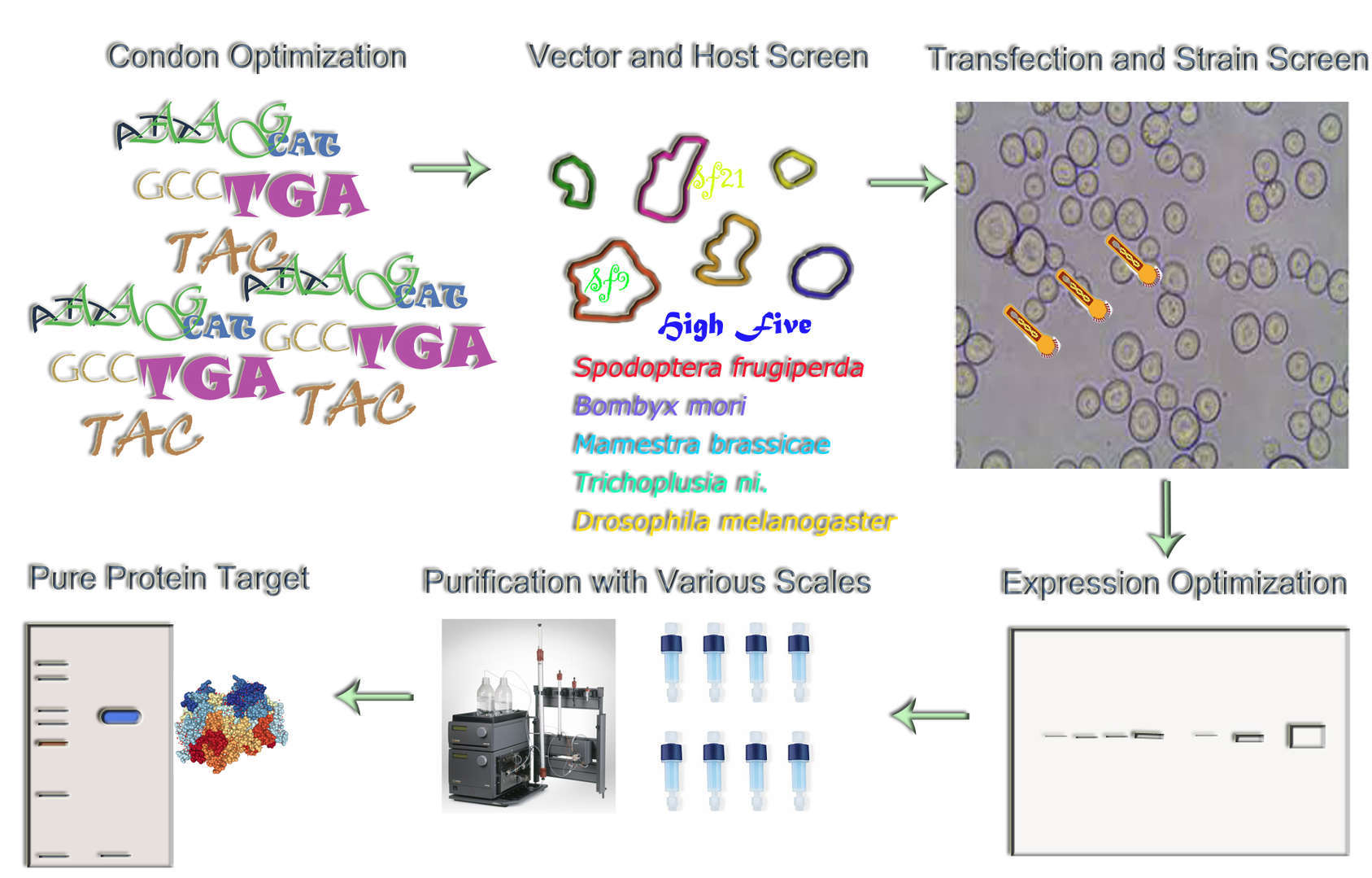 Magic™ Insect Cell Expression Service