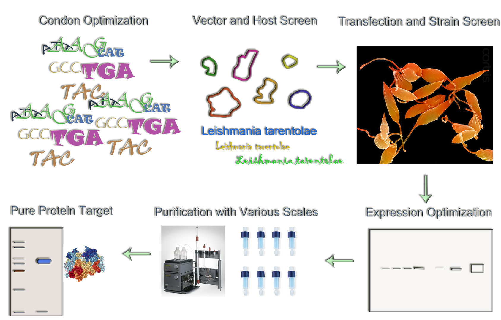 Magic™ Parasite Expression Service