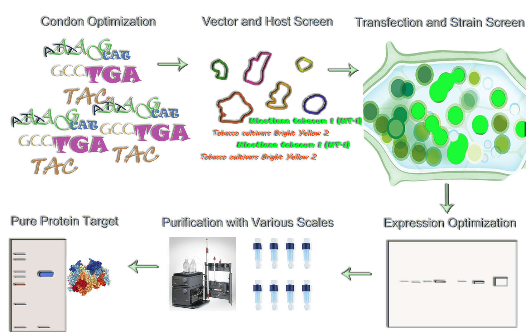 Magic™ Plant Cell Expression Service