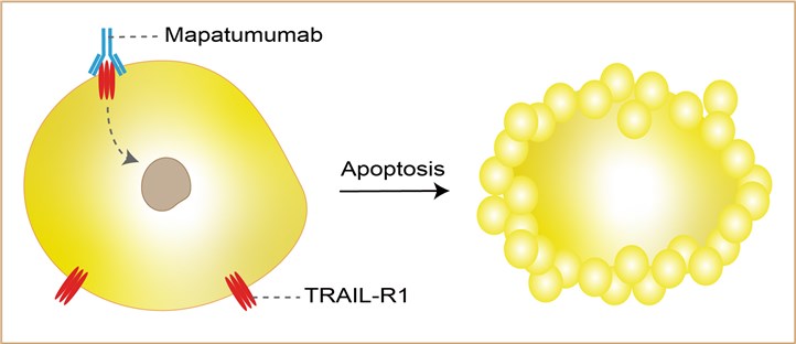 Mechanism of Action of Mapatumumab