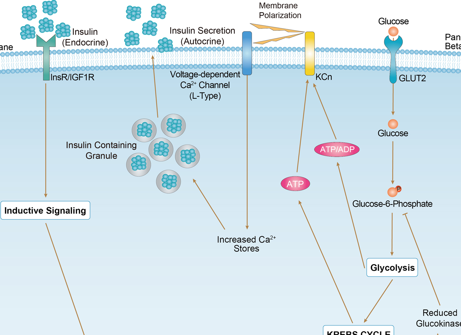 Maturity Onset Diabetes of the Young Overview - Pathways, Diagnosis, Targeted Therapies