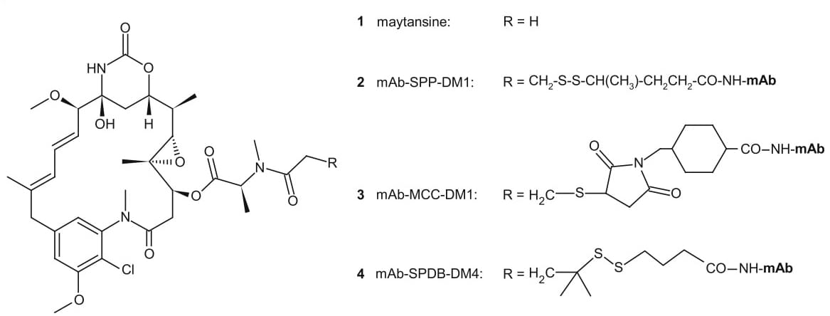 Maytansinoids