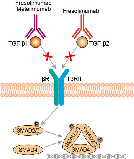 Mechanism of action of Metelimumab