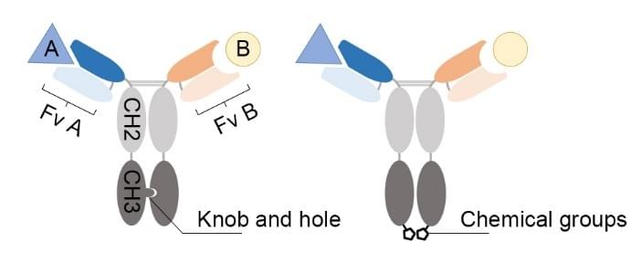 Diagram of the structure of mini-antibodies