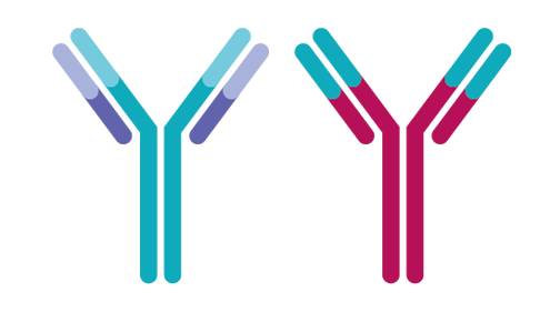 Anifrolumab